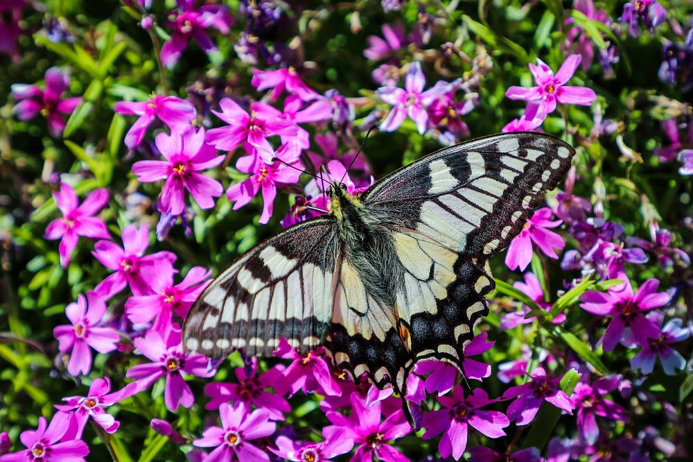 Фотография автора Юрий Фефилов