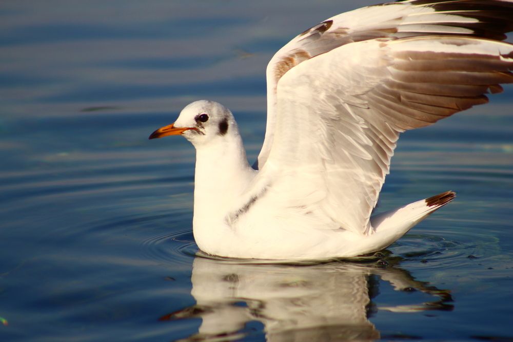 Photograph by Musa Abdulehed ER