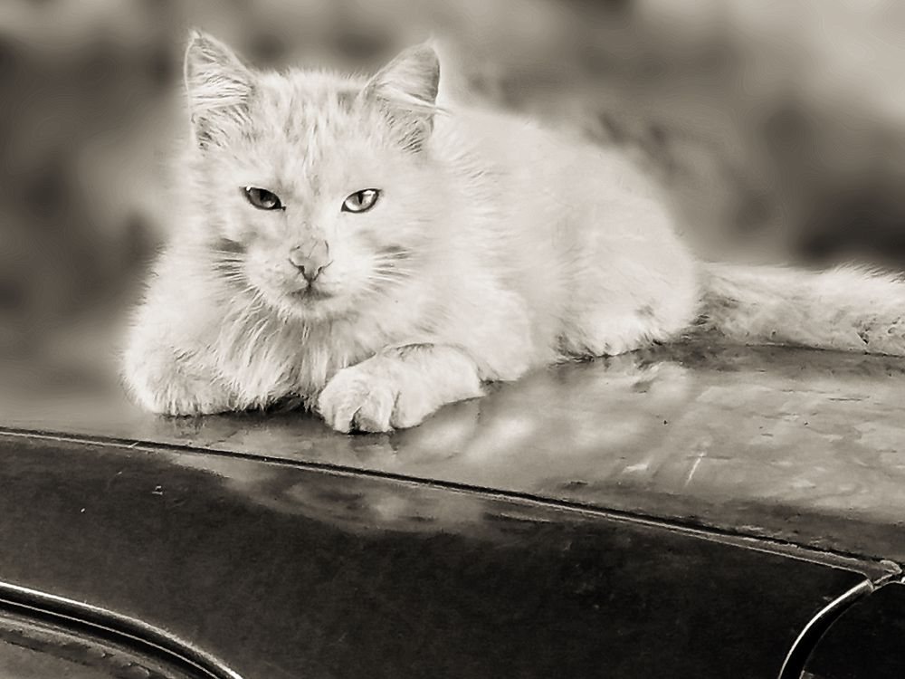 Photograph by Светлана Зубанова