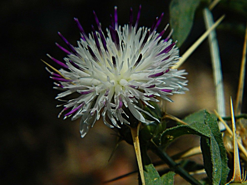 Фотография автора Сергей Рапопорт