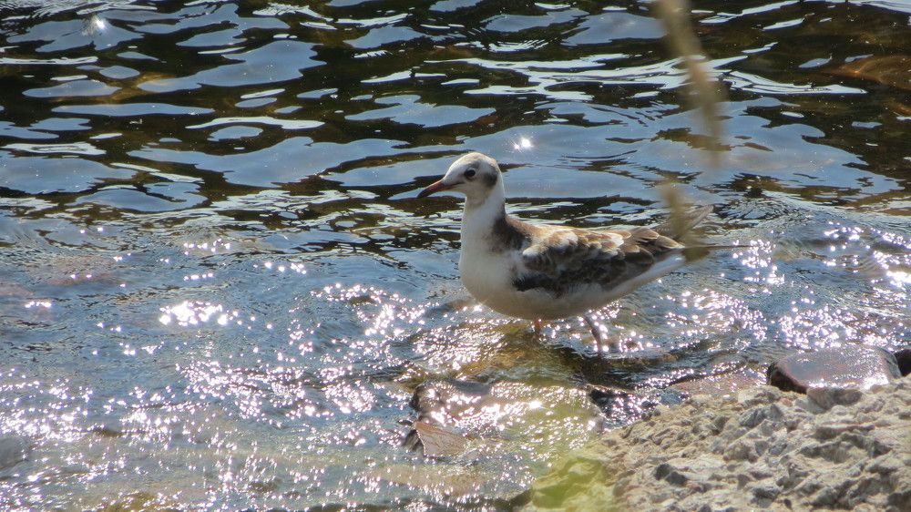 Фотография автора Мигун Александра