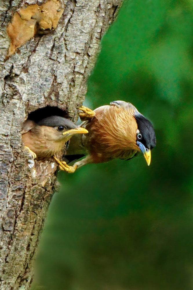 Photograph by Avijit Koner