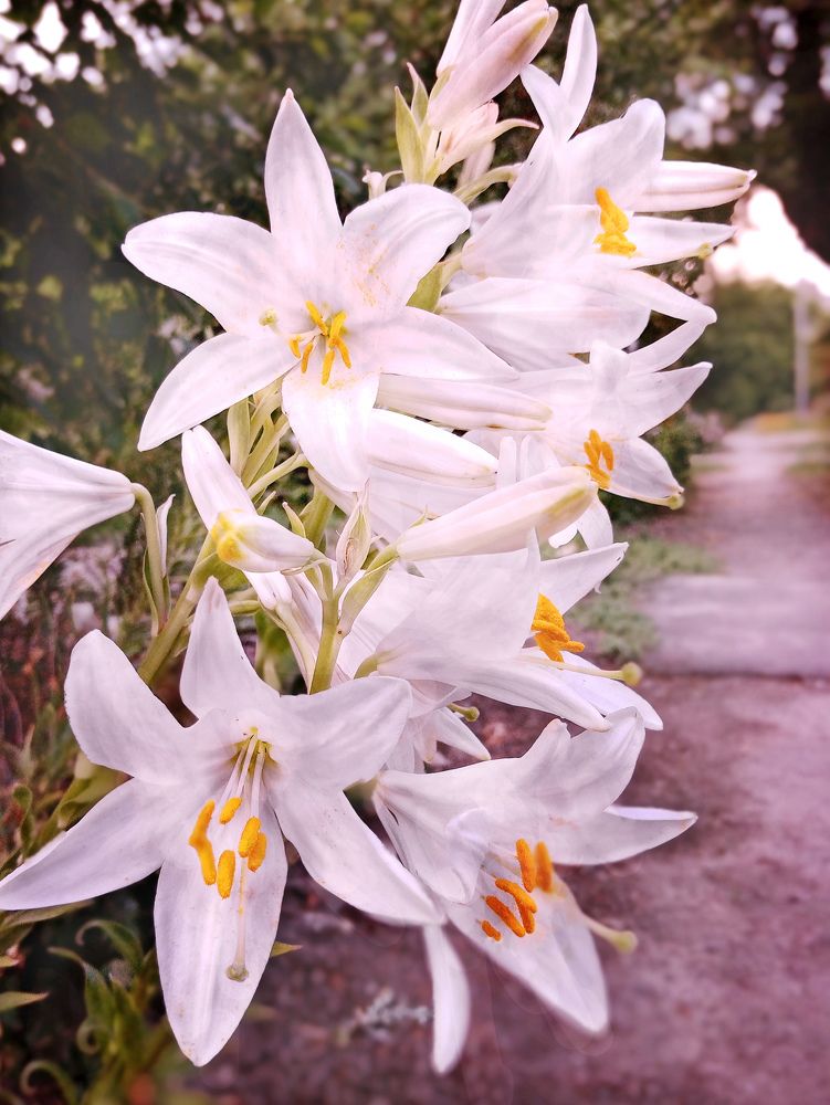 Photograph by Светлана Зубанова