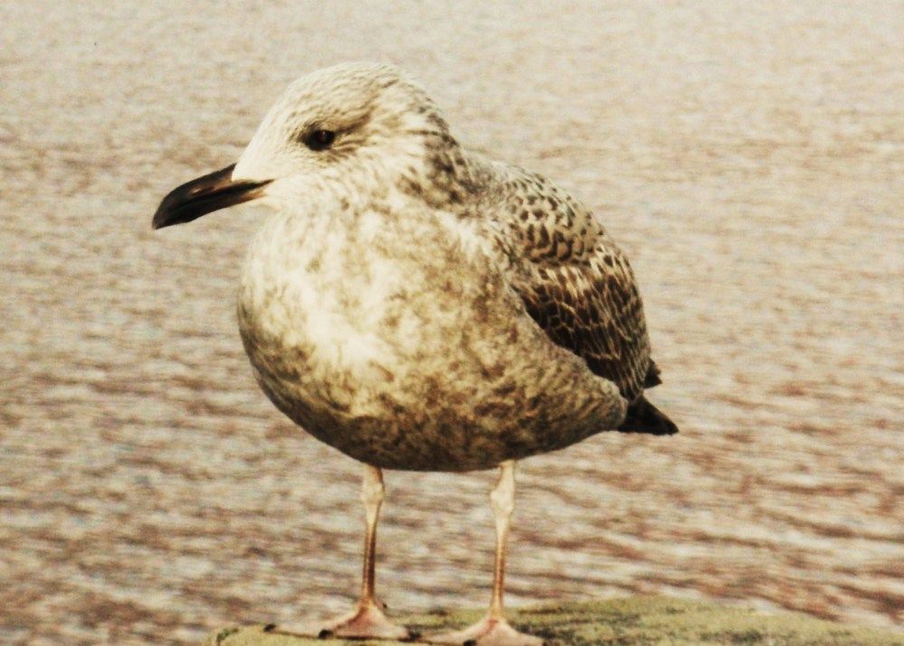 Фотография автора Irina Mihailovskaya