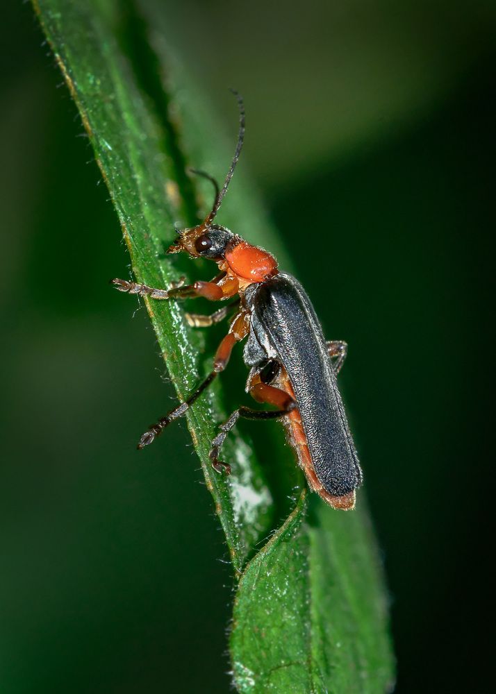 Photograph by Валерий Пегушев