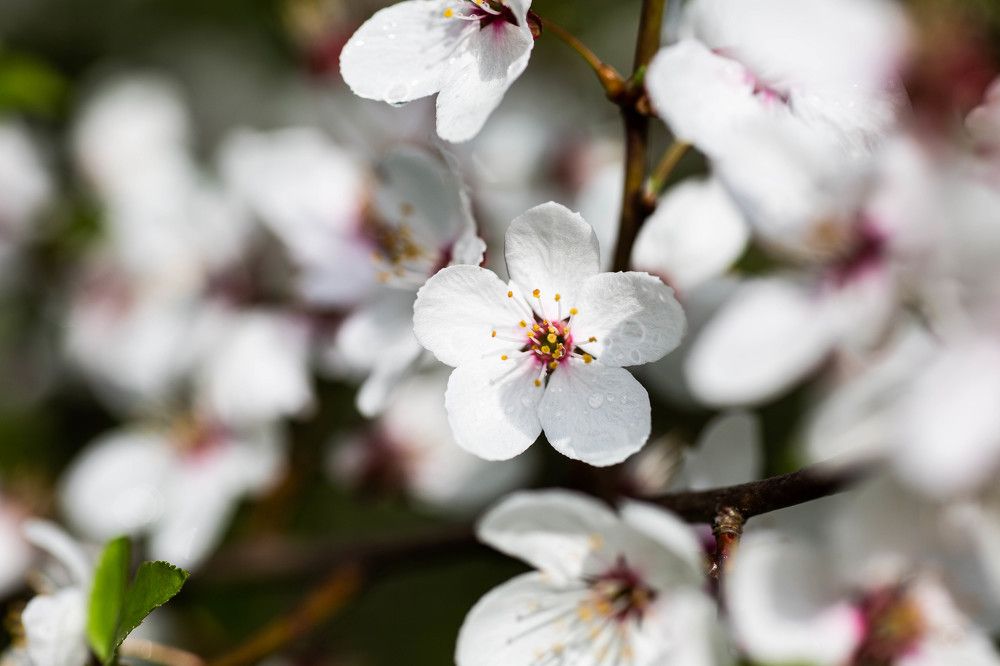 Photograph by Ирина Гентош