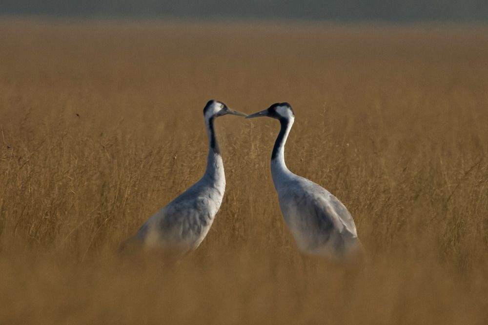 Photograph by Shweta Khandelwal