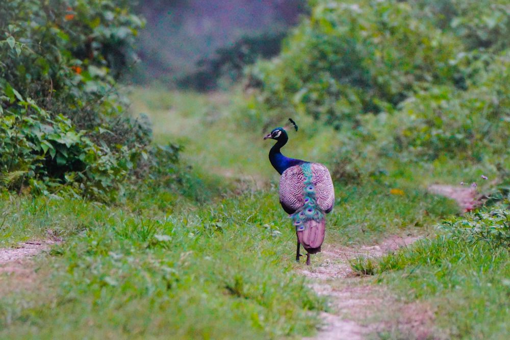 Photograph by Avijit Koner