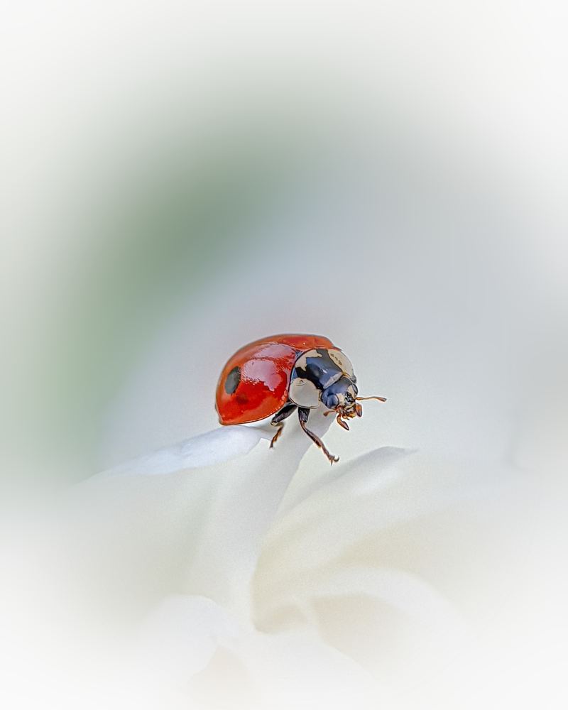 Photograph by Юлия Таран