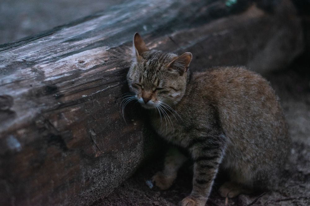 Photograph by Евгений Зубков