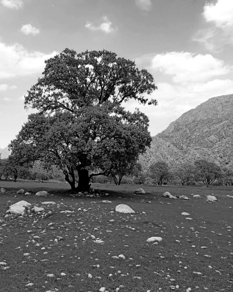 Photograph by Asma Rashidi