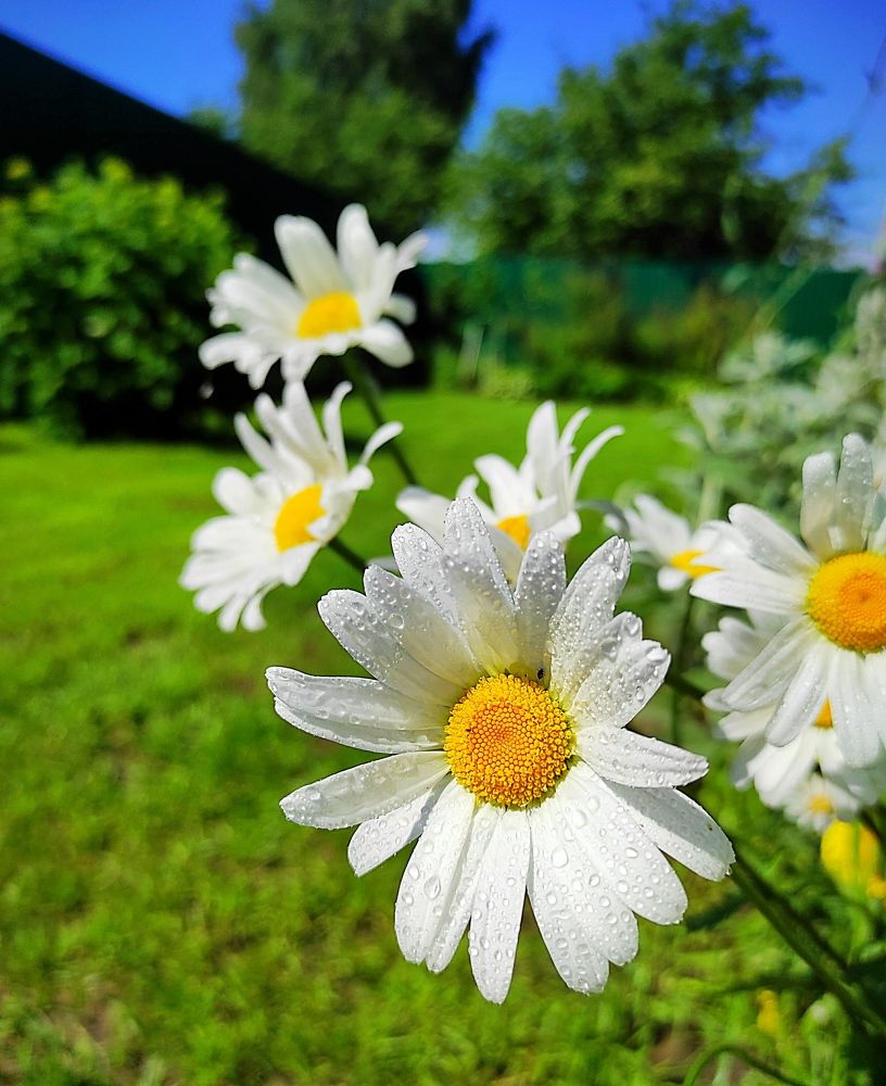 Летняя свежесть