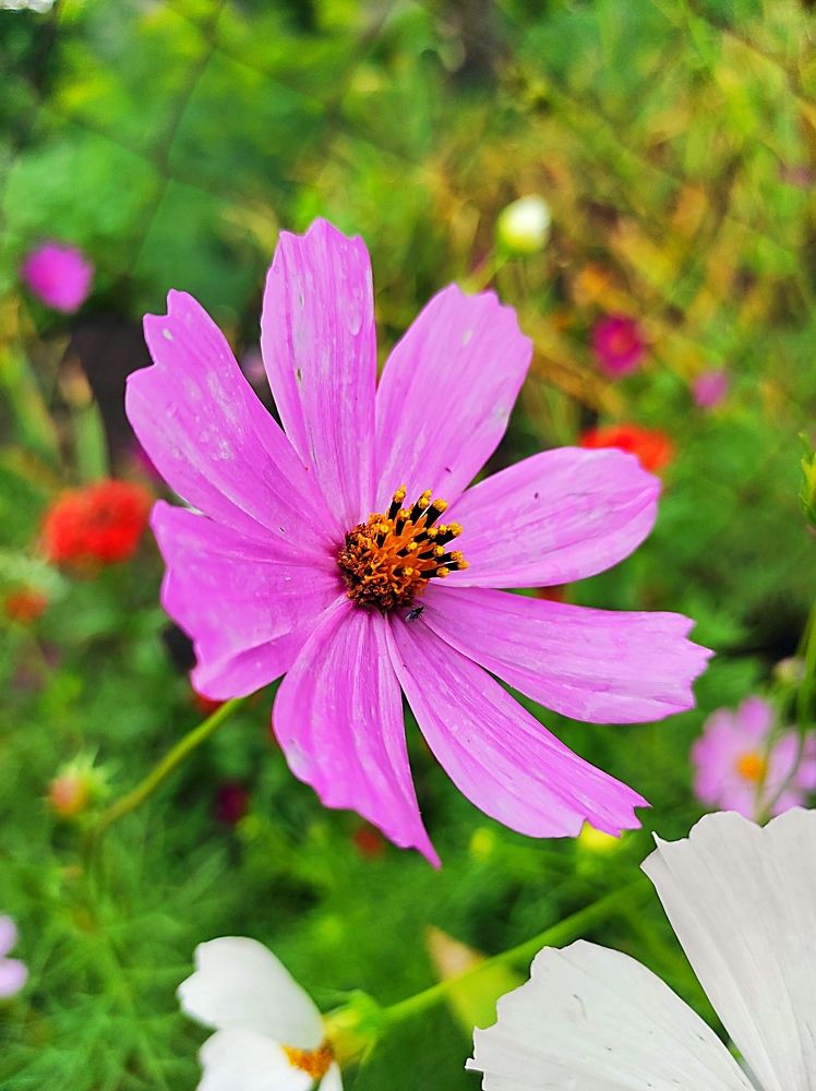 Нежные нотки