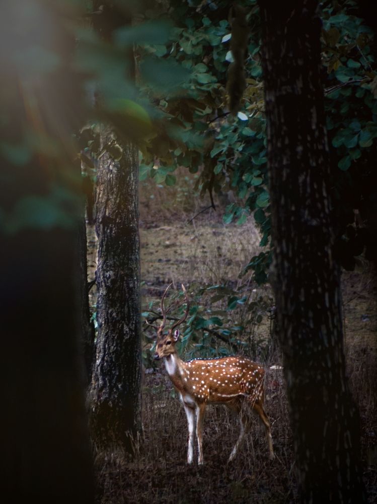 Photograph by Nostalgic Pixelz