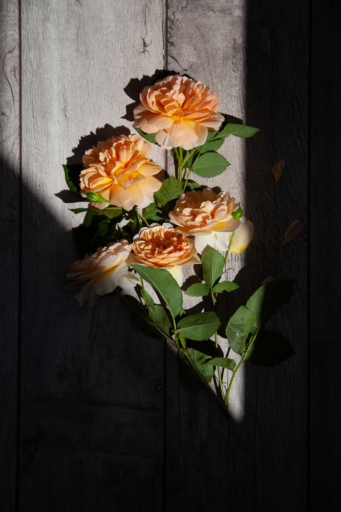 Photograph by Яна Токунова