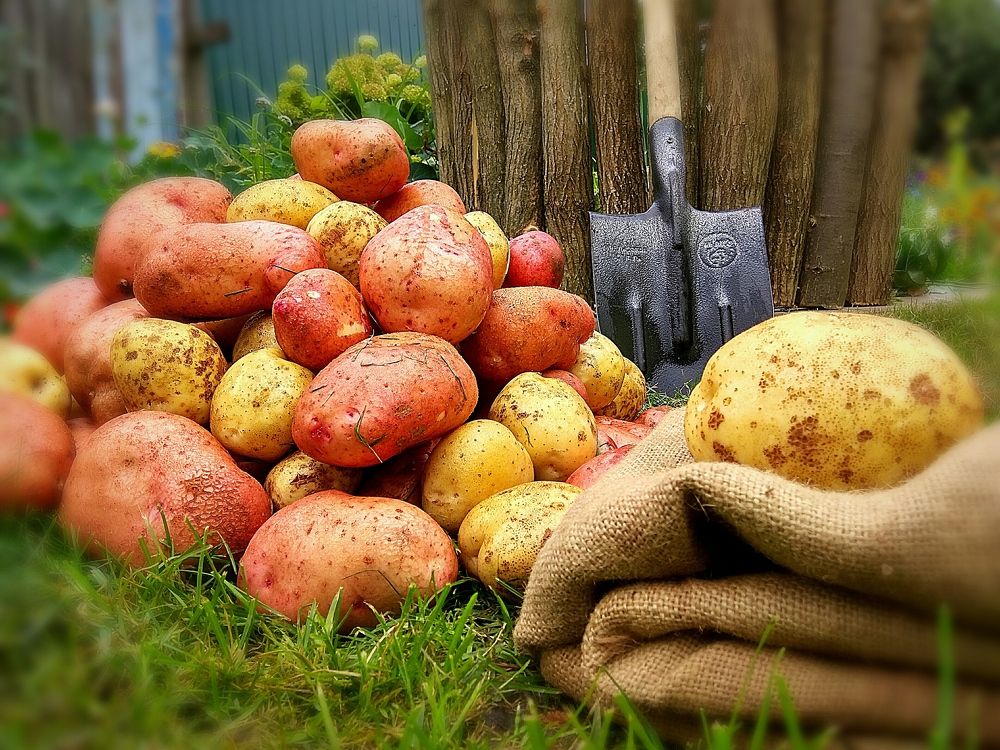 Молодая картошечка