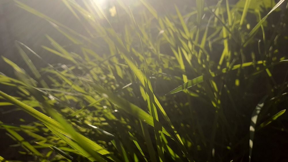 Фотография автора Елена Лещева