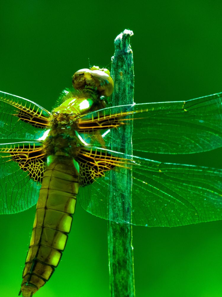 Photograph by Vladimir Kostyuchkov