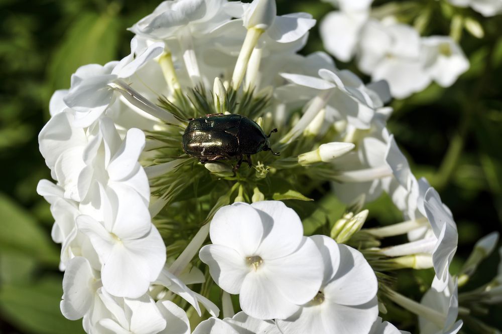 Photograph by Павлов Дмитрий