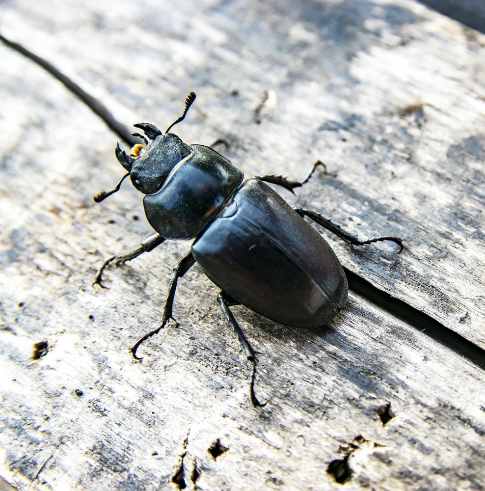 Photograph by Павлов Дмитрий