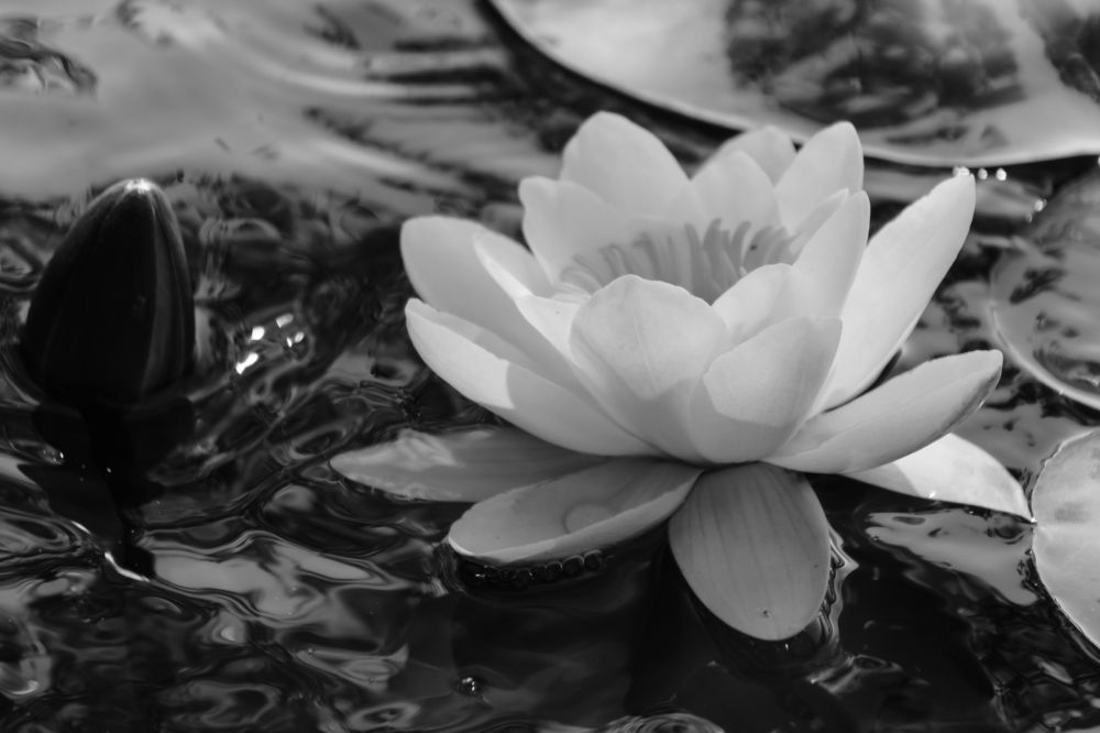 Photograph by Дарий Остахов