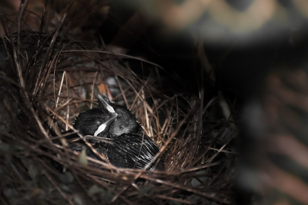 Photograph by Shamry Sally