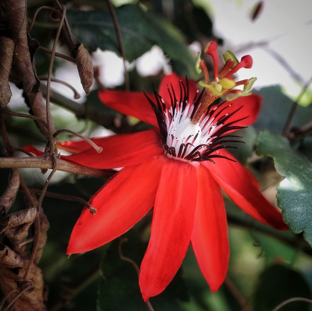 Photograph by Mauricio Mora Flores