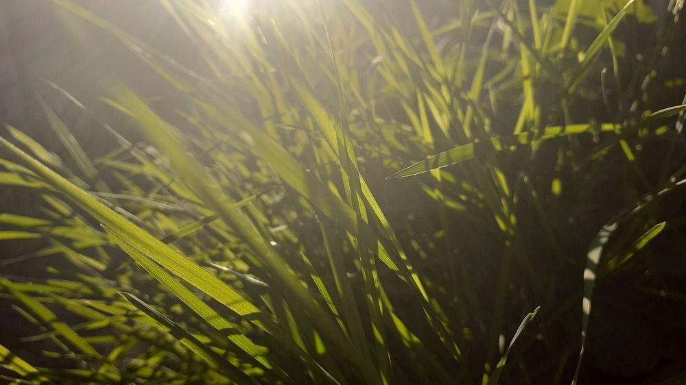 Фотография автора Елена Лещева