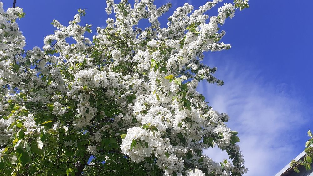 Фотография автора Елена Лещева