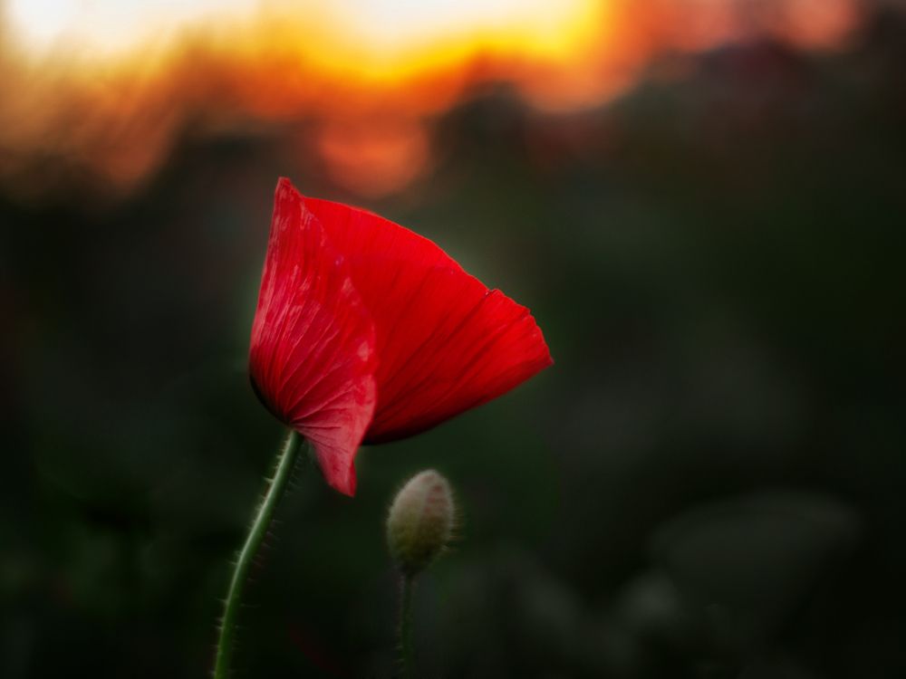 Фотография автора Маликова Марина