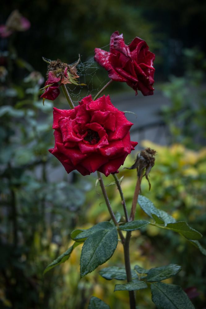 Photograph by Татьяна Хуссейн