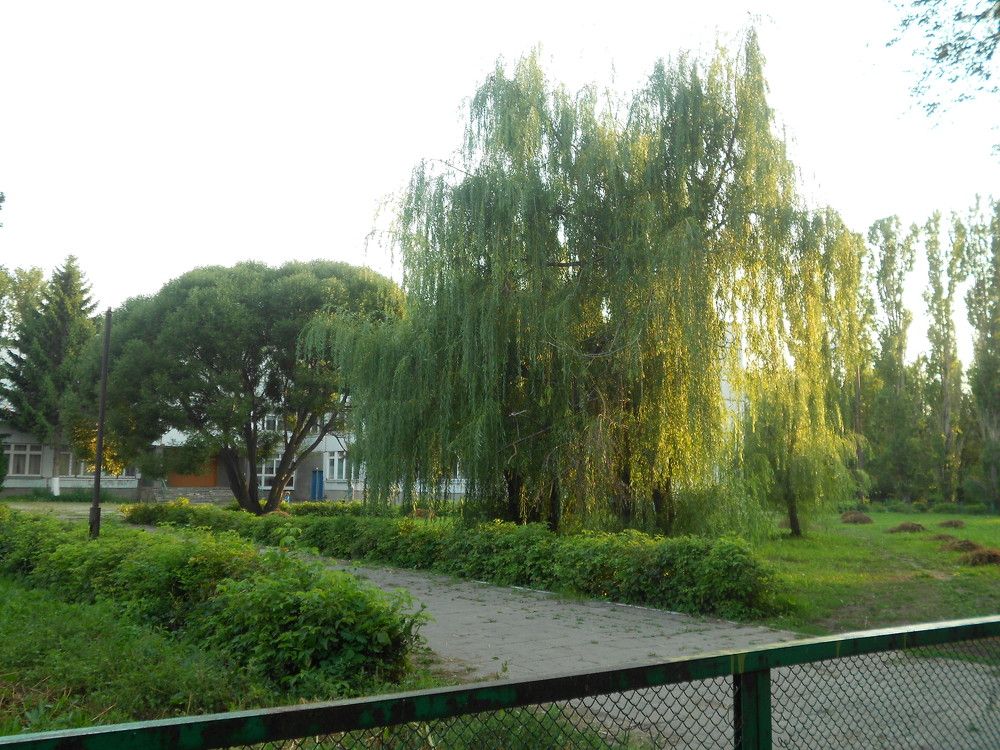 Фотография автора Любовь Панфилова