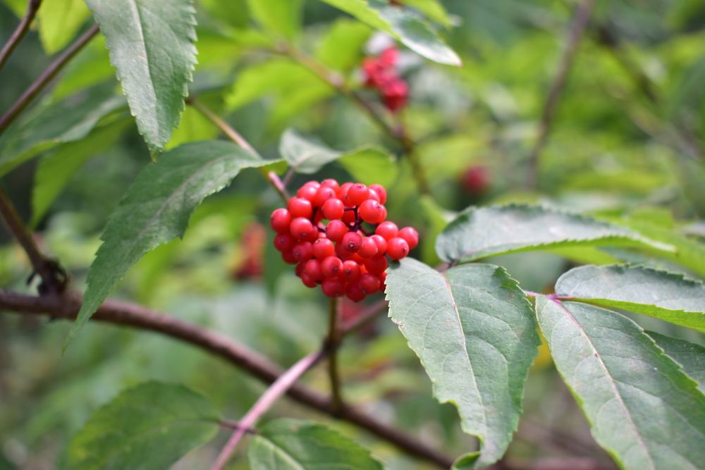 Фотография автора Любовь Панфилова