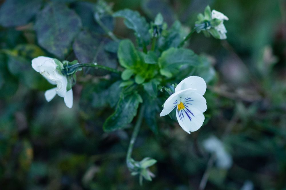 Photograph by Орехова Татьяна