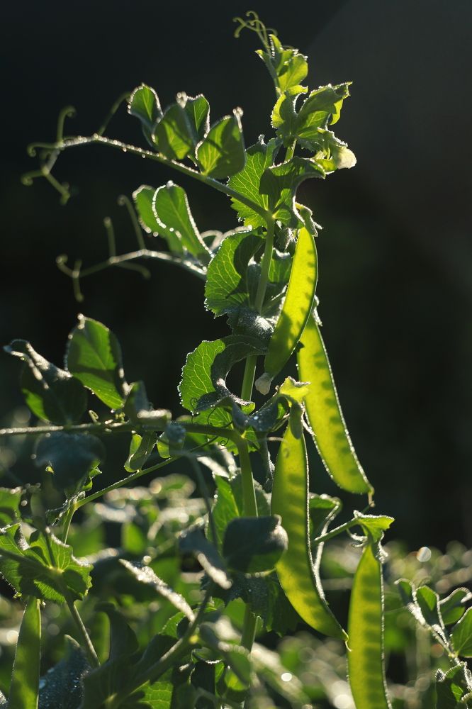 Photograph by Анастасия Павлова