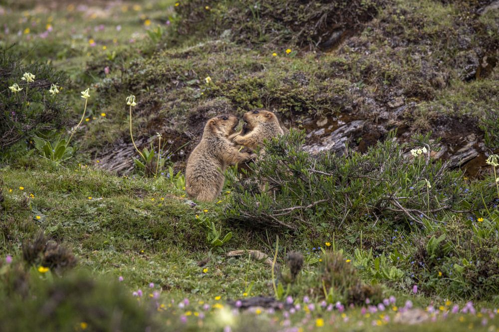 Photograph by Chencho Wangdi