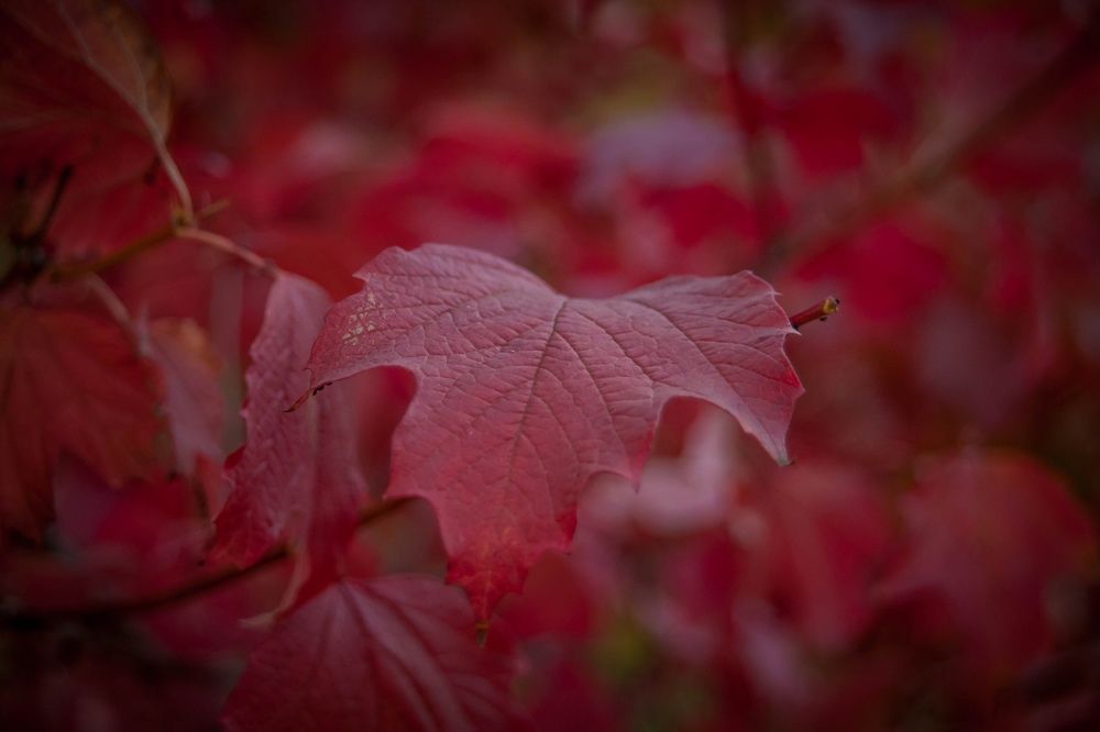 Фотография автора Ivan Karpoff