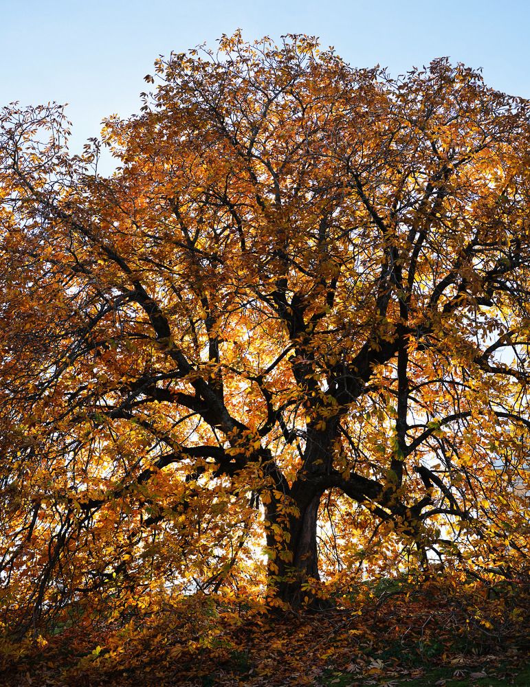 Photograph by Ирина Кок-Шарова