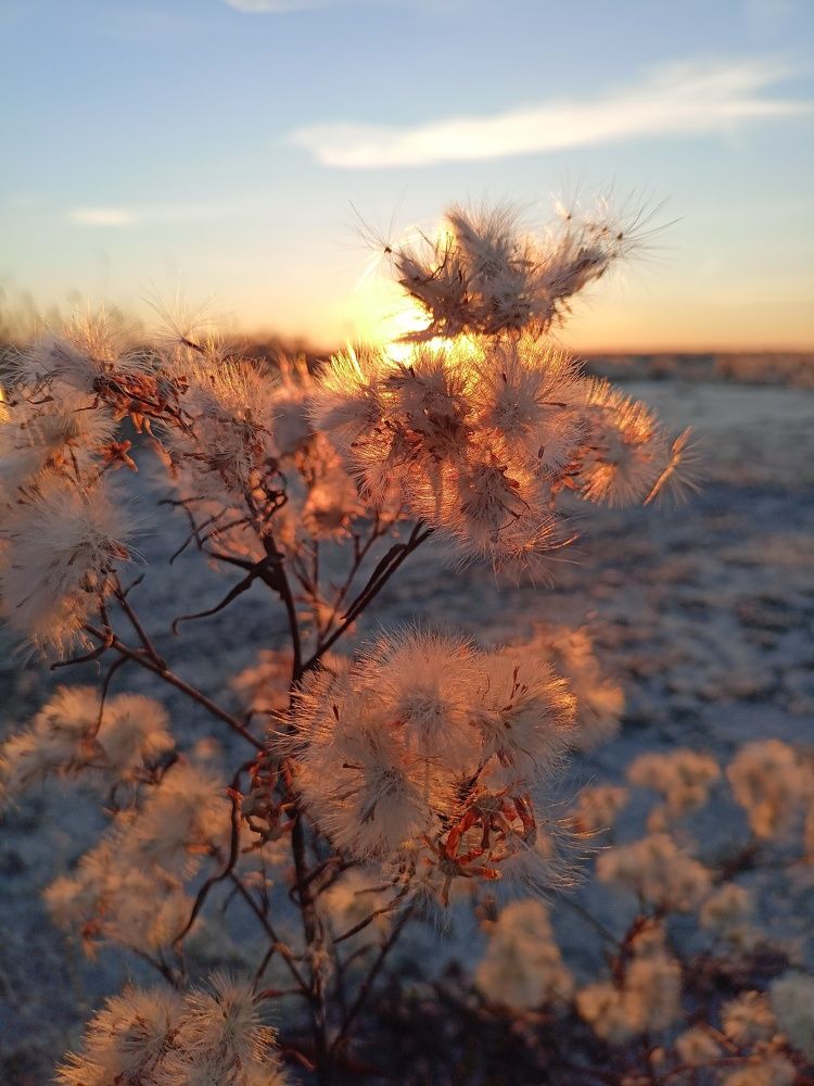 Пушистый берег.
