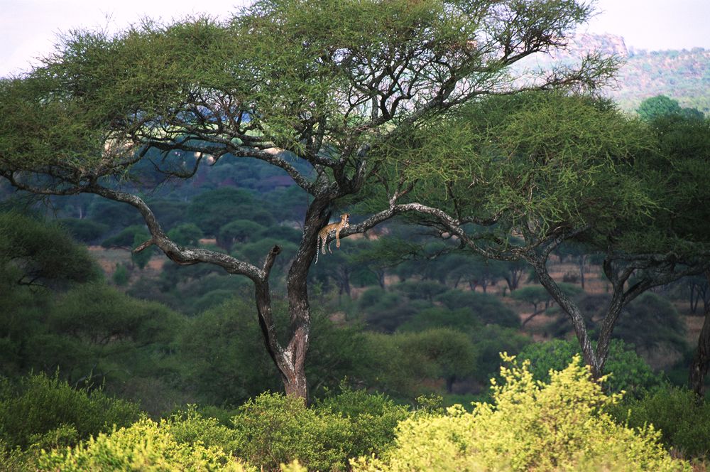 Фотография автора Михаил Копанс