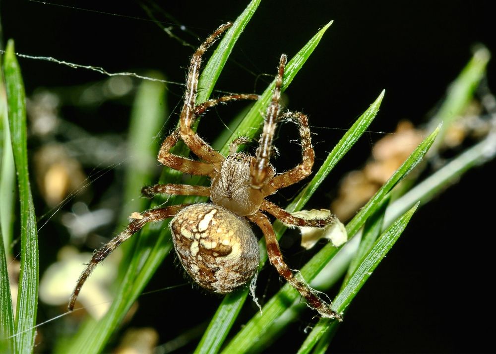 Photograph by Valery Pegushev