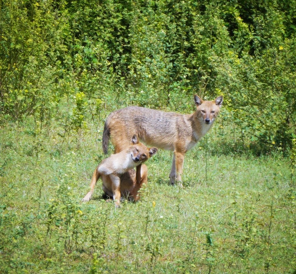 Photograph by Avijit Koner