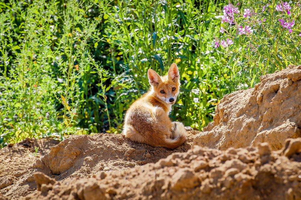 Фотография автора Юрий Фефилов