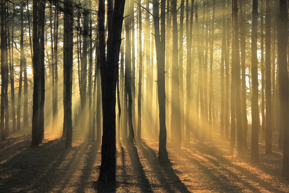 Утро в сосновом лесу