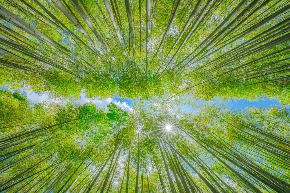 Photograph by Quang Dieu Le