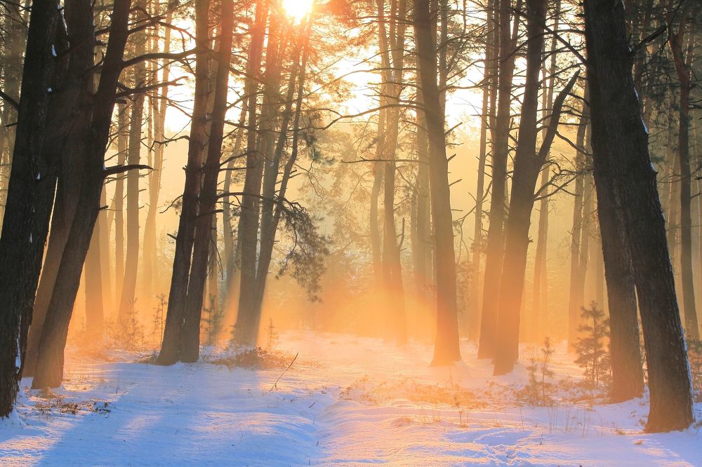 Морозным утром