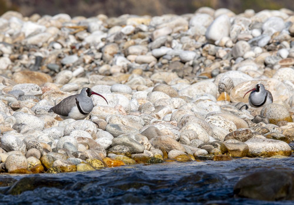 Photograph by Chencho Wangdi
