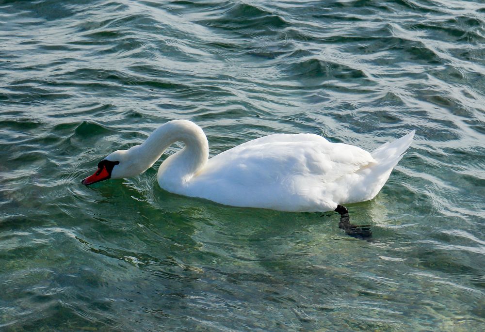 Фотография автора Олег Башкуров