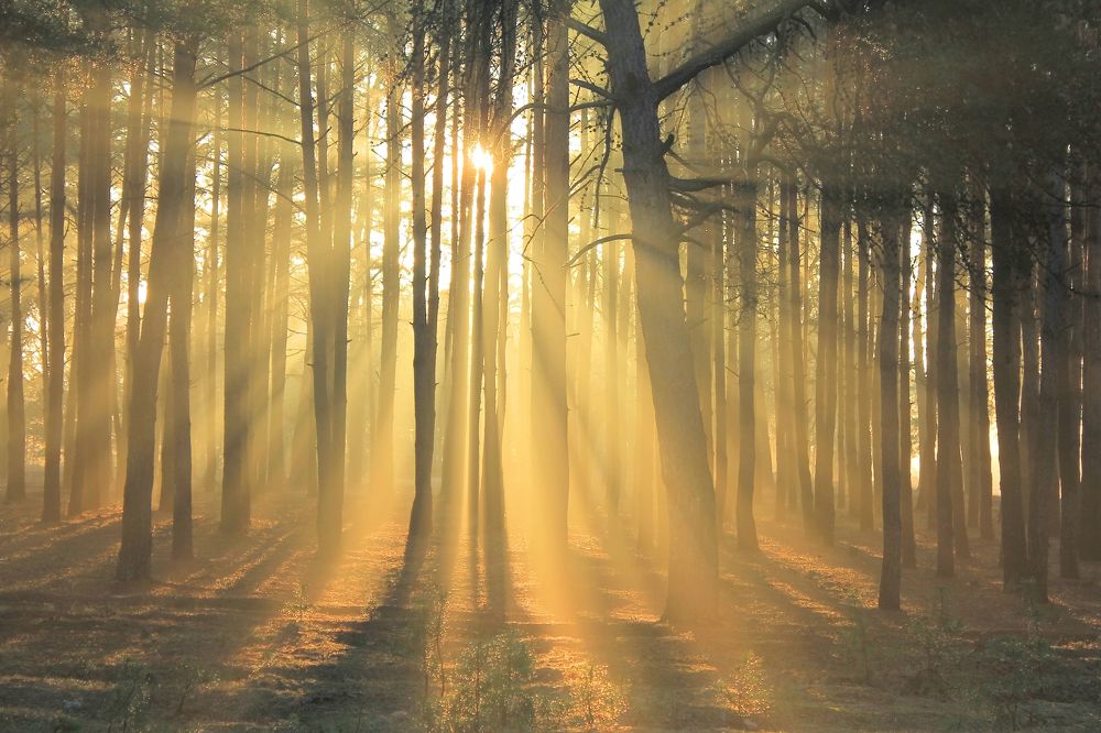 В утренних лучах