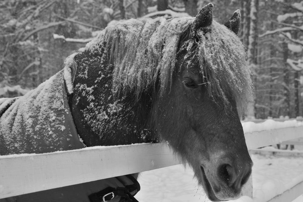 Photograph by Евгения Гунина